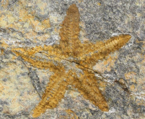 Starfish (Petraster?) & Edrioasteroids - Ordovician #41813